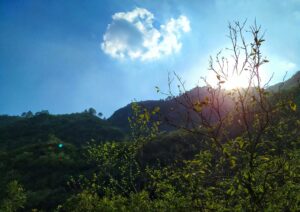 alqanuni-0BXA8JIMLIk-unsplash Nature has physical, cognitive, and social benefits.