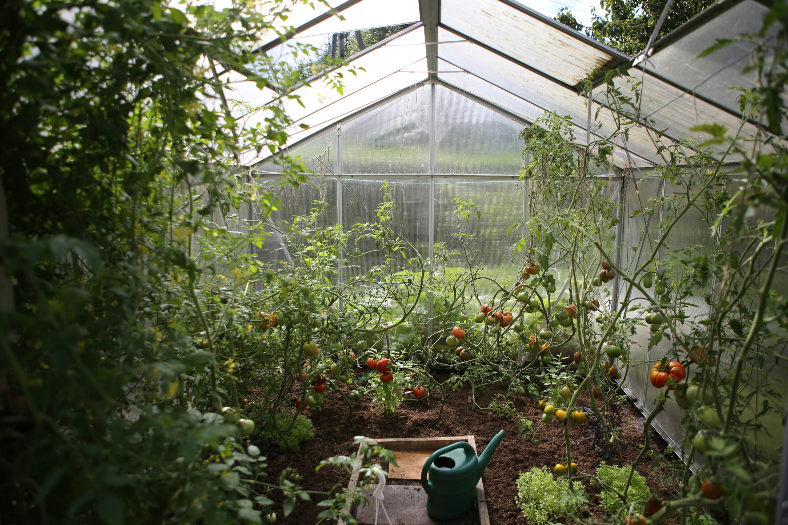 Gardening can bring joy to seniors as a simple activity.